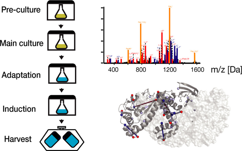 Mass spectrometry analysis results showing photo-leucine-labeled protein crosslinks