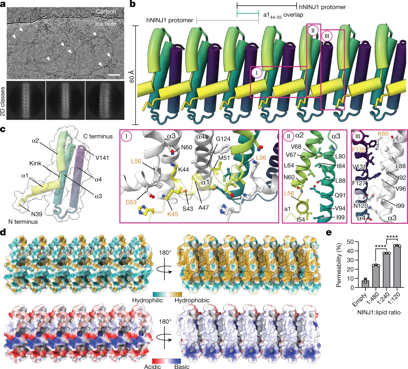 3D structural visualization of NINJ1 protein involved in membrane rupture mechanisms